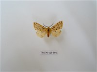 藏品(碎斑黃東燈蛾)的圖片